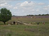 Romanic bridge with lavendar field and grazing cattle in the distance: by kimlyons, Views[194]