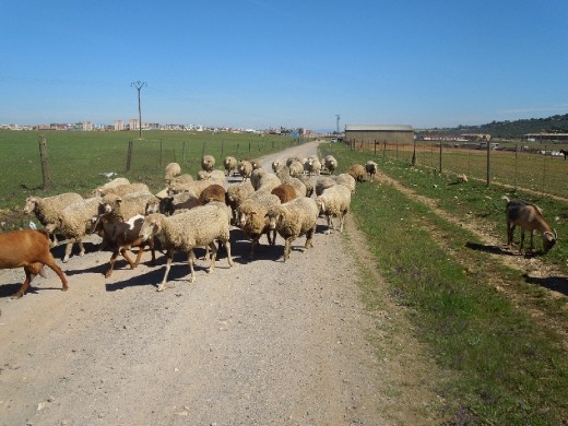 Day 13: Traffic on the Way into Casares