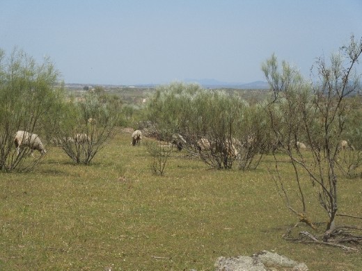 Day 14: On the Way to Albergue de Alcantara in the Middle of Nowhere.