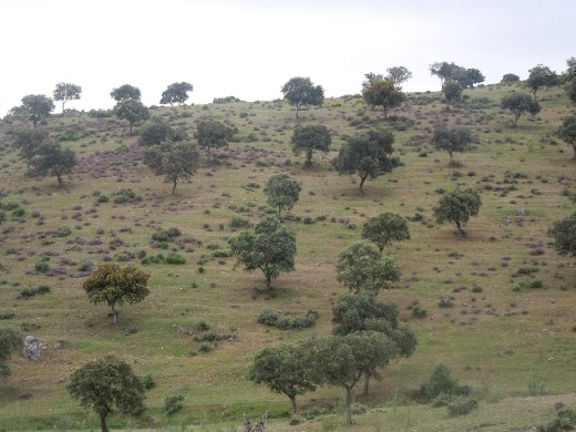 Day 15: On the Way to Carcaboso