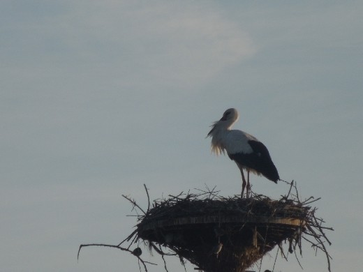 Stork 