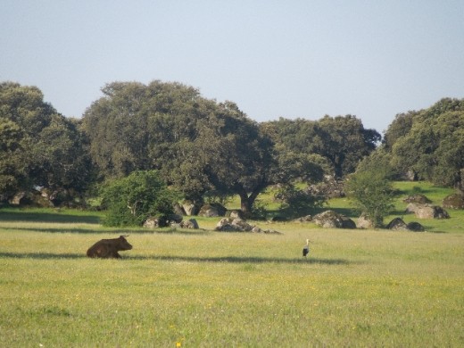 Day 17: Bull and stork in field on the Way to Hostel Asturias