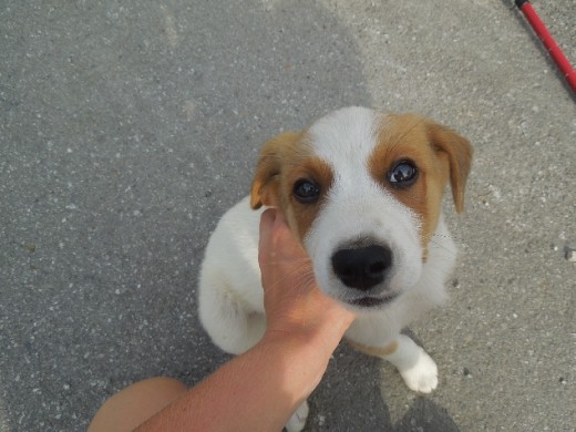 Day 20: So many furry friends to be made!