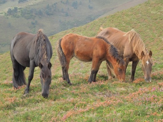 The wild horses of the Hospitalieras Mountains