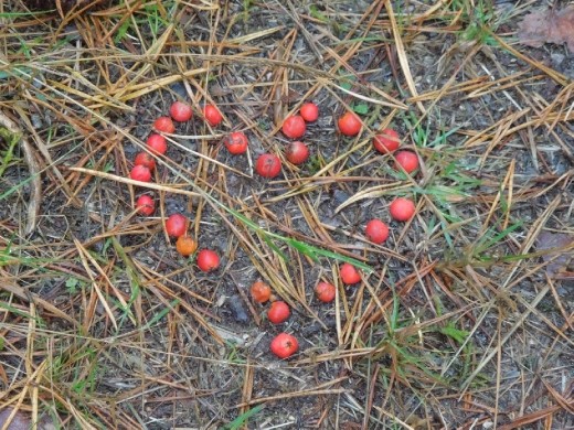 Day 27: On the Way to Cadero Baleira. I didn't make it...just tripped across it. One of the many Hearts I saw on the Way. 