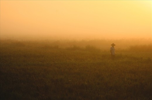 06:43am: Out of nowhere, a farmer walks into the field and stands for few seconds to welcome his Christmas day in the middle of the yellow painted rice field.