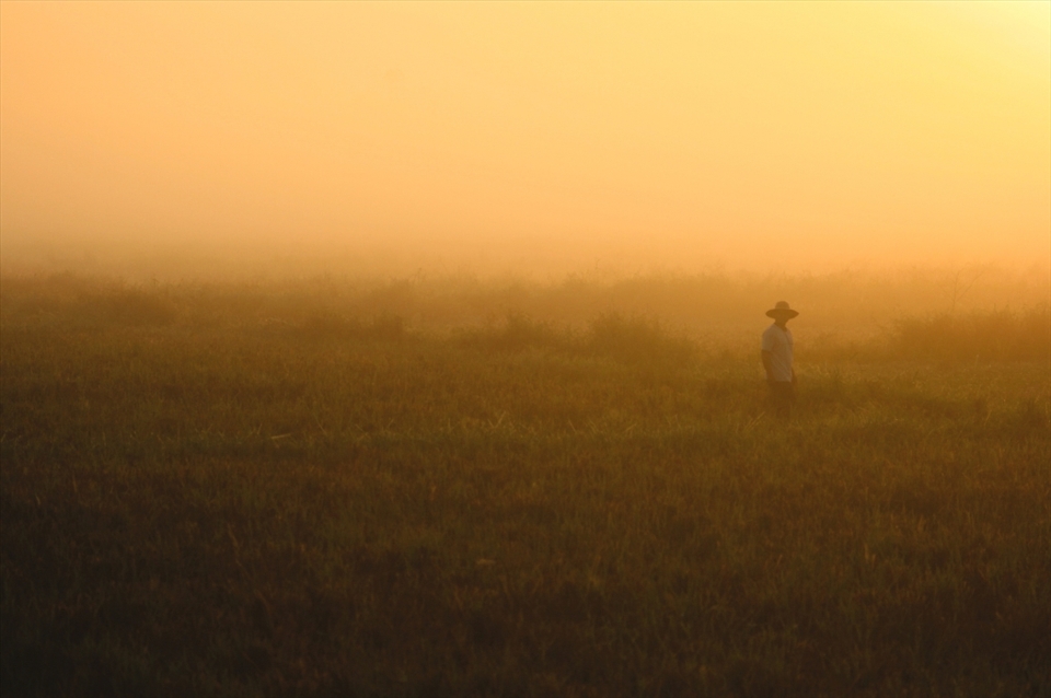 06:43am: Out of nowhere, a farmer walks into the field and stands for few seconds to welcome his Christmas day in the middle of the yellow painted rice field.