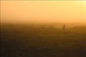 06:43am: Out of nowhere, a farmer walks into the field and stands for few seconds to welcome his Christmas day in the middle of the yellow painted rice field.: by kimmydeleon, Views[215]
