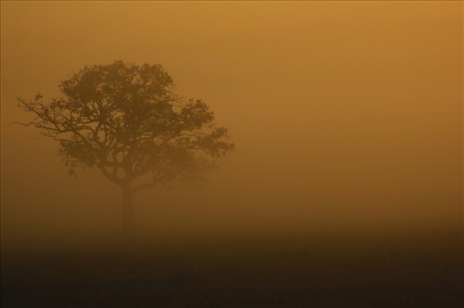 06:44am: From a misty plain field, a Christmas tree emerges from the morning fog at the start of the day.