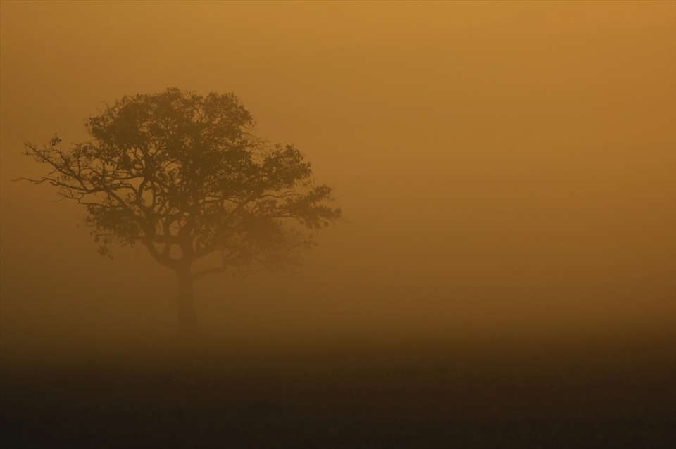 06:44am: From a misty plain field, a Christmas tree emerges from the morning fog at the start of the day.
