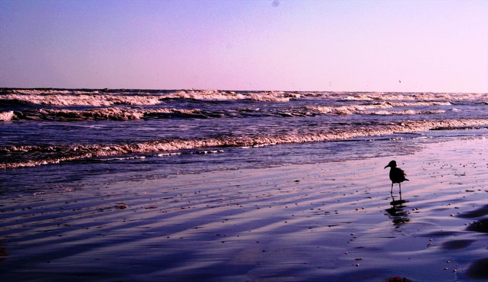 A bird is taking a walk along the Galveston beach, March 22, 2011. 