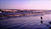 A bird is taking a walk along the Galveston beach, March 22, 2011. : by kimmyounghyang, Views[368]