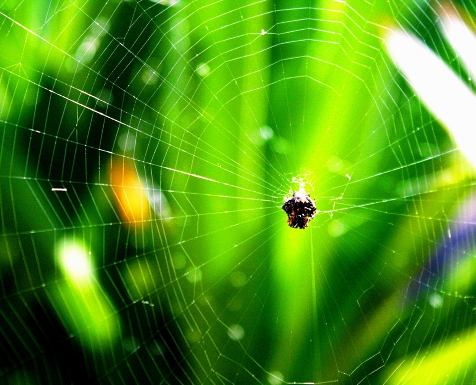 a great gossamer cobwebs, in the bush in Hawaii