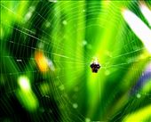 a great gossamer cobwebs, in the bush in Hawaii: by kimmyounghyang, Views[509]