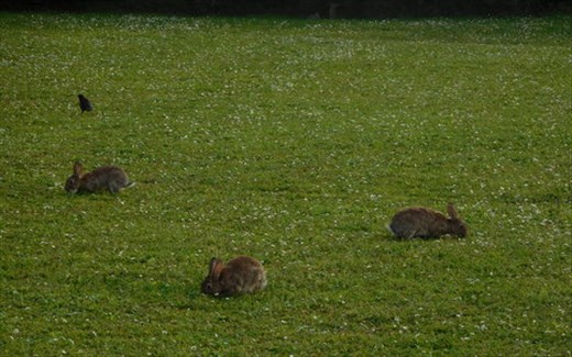 Rabbits of Deauville