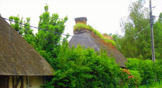Grass on Thatched Roof