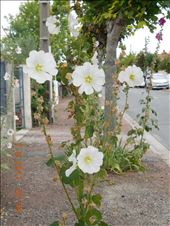 by kimswim, Views[252]