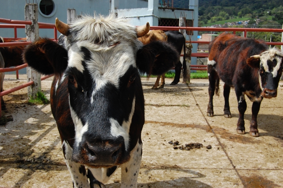 On a Thursday morning in Malaga, Colombia, if one is not prompt, the market will disappear as though it was never there at all.  The cover of great smells and flavors is gone and you suddenly find yourself not standing in the dreamy view of smiling merchants, but in the reality of the Malaga matadero. The local slaughterhouse is up and running. 