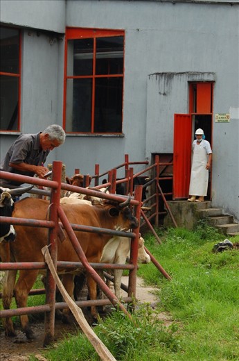 Twice a week, fifty cows are brought down from their grassy, mountainous pasture to the matadero to in turn feed the small population of Malaga.