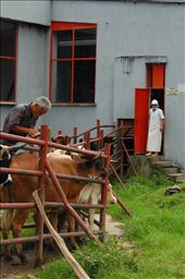 Twice a week, fifty cows are brought down from their grassy, mountainous pasture to the matadero to in turn feed the small population of Malaga.: by kipandnoelle1, Views[577]