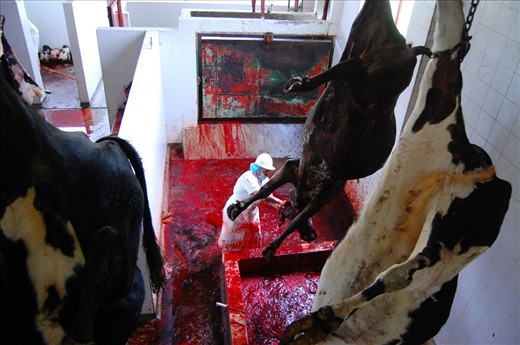 The moment death reaches your eyes, you want to turn your head away. It is difficult to see the bright crimson blood against the stark white walls.  