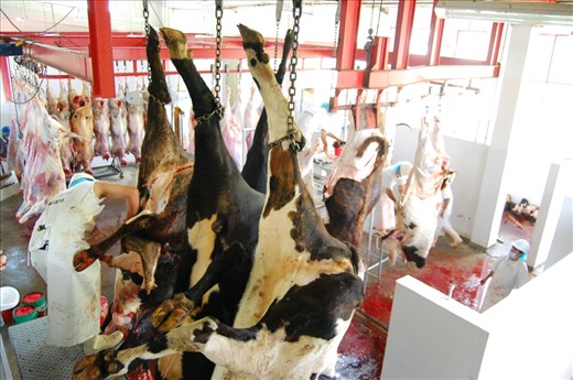 You may begin questioning your views on animal rights. The people of Malaga know the crimson reality and are proud to say that their animals were grazing and happy no more than an hour before their death.