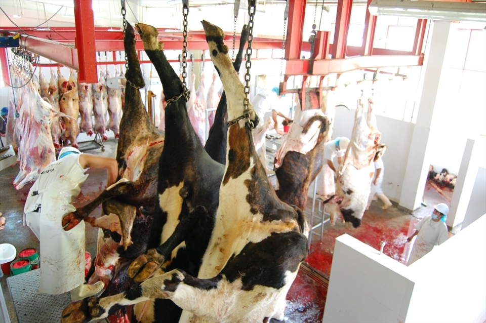 You may begin questioning your views on animal rights. The people of Malaga know the crimson reality and are proud to say that their animals were grazing and happy no more than an hour before their death.