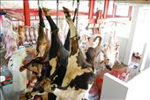 You may begin questioning your views on animal rights. The people of Malaga know the crimson reality and are proud to say that their animals were grazing and happy no more than an hour before their death.: by kipandnoelle1, Views[609]