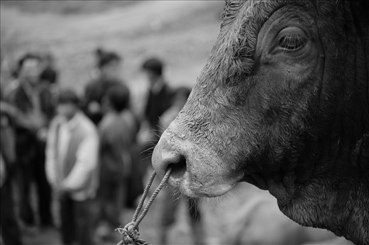 Water buffaloes are a serious topic in the Can Cau Market of northern Vietnam.