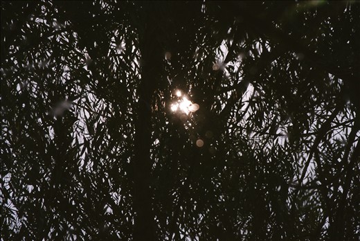 A picture reminiscent of Monet's 