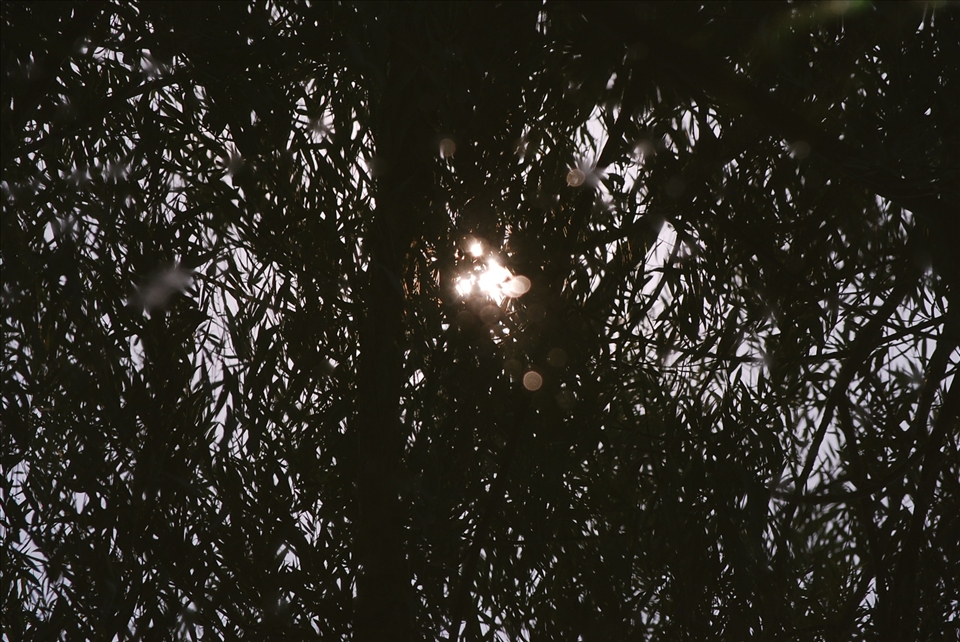 A picture reminiscent of Monet's 