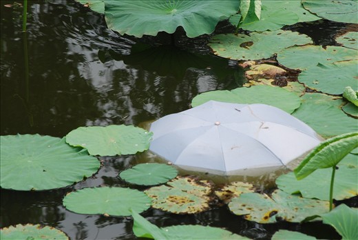 A fallen umbrella in the waterlily pond providing a touch of surrealism.