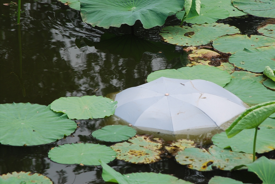 A fallen umbrella in the waterlily pond providing a touch of surrealism.