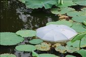 A fallen umbrella in the waterlily pond providing a touch of surrealism.: by kire, Views[405]