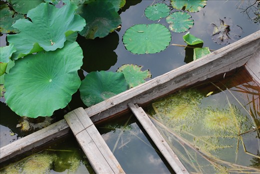 Water and vegetation form a miniature pond inside a broken boat.