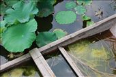 Water and vegetation form a miniature pond inside a broken boat.: by kire, Views[713]