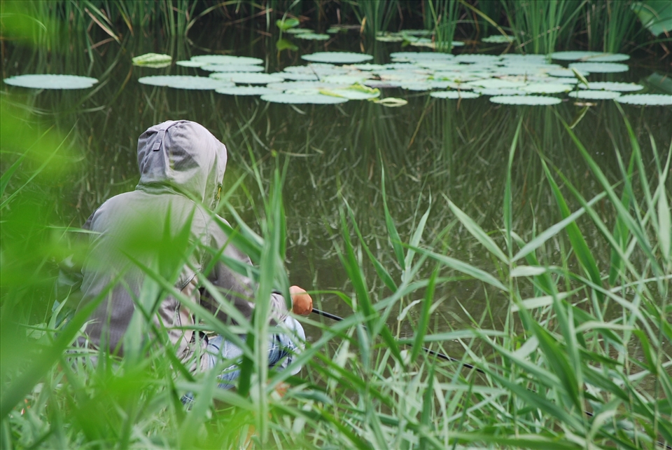 As if the waterlily leaves are floating in the air in a dream of a fisherman...