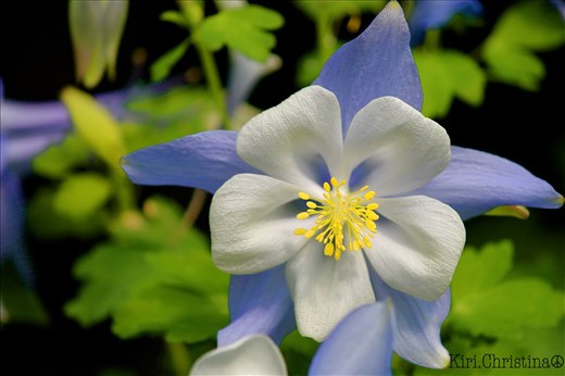 Columbine