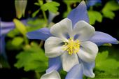 Columbine: by kirichristina, Views[223]
