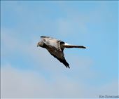 Northern: by kirichristina, Views[206]