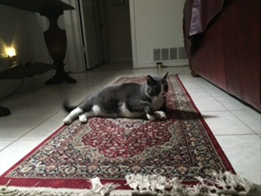 Gizmo is loving it at her grandparent's house!