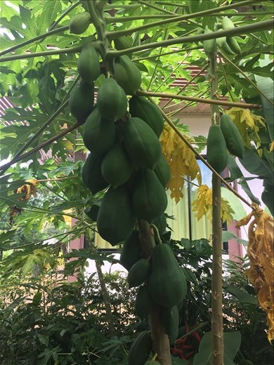 Papayas on Koh Mak