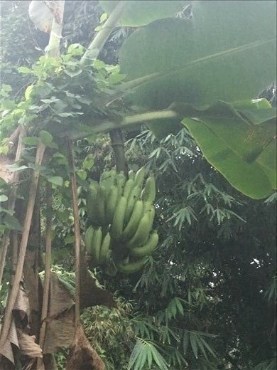 B - A - N - A - N - A - S....eat  bananas