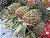 Fresh Pineapples, notice the stems still on them!: by kirmily, Views[242]
