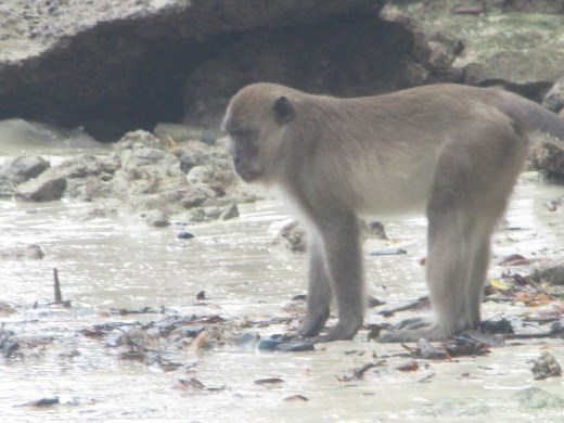 Koh Phi Phi Don.  Monkey Beach.