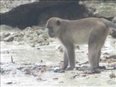 Koh Phi Phi Don.  Monkey Beach.: by kirmily, Views[281]