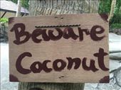 Throughout the Maya village, there are signs telling you to look out for falling coconuts.: by kirmily, Views[160]