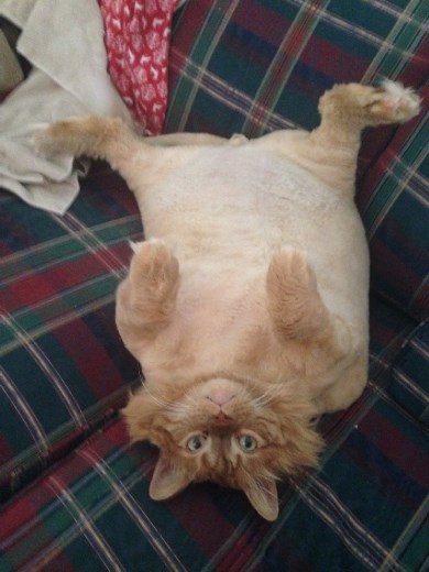 Cheeto's last picture, sent to me just a couple of days before he died.  He was a ham all the way to the end!  