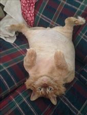 Cheeto's last picture, sent to me just a couple of days before he died.  He was a ham all the way to the end!  : by kirmily, Views[114]