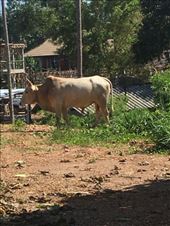 Koh Lanta: by kirmily, Views[225]